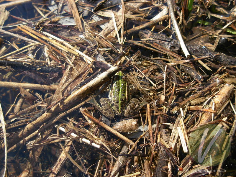 Kleiner Wasserfrosch: Übersicht